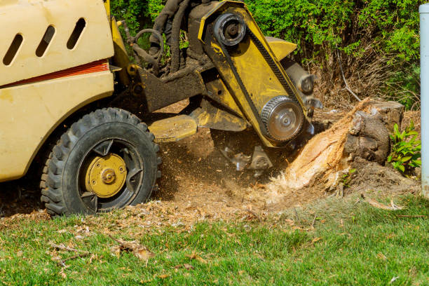 Tree Removal for Businesses